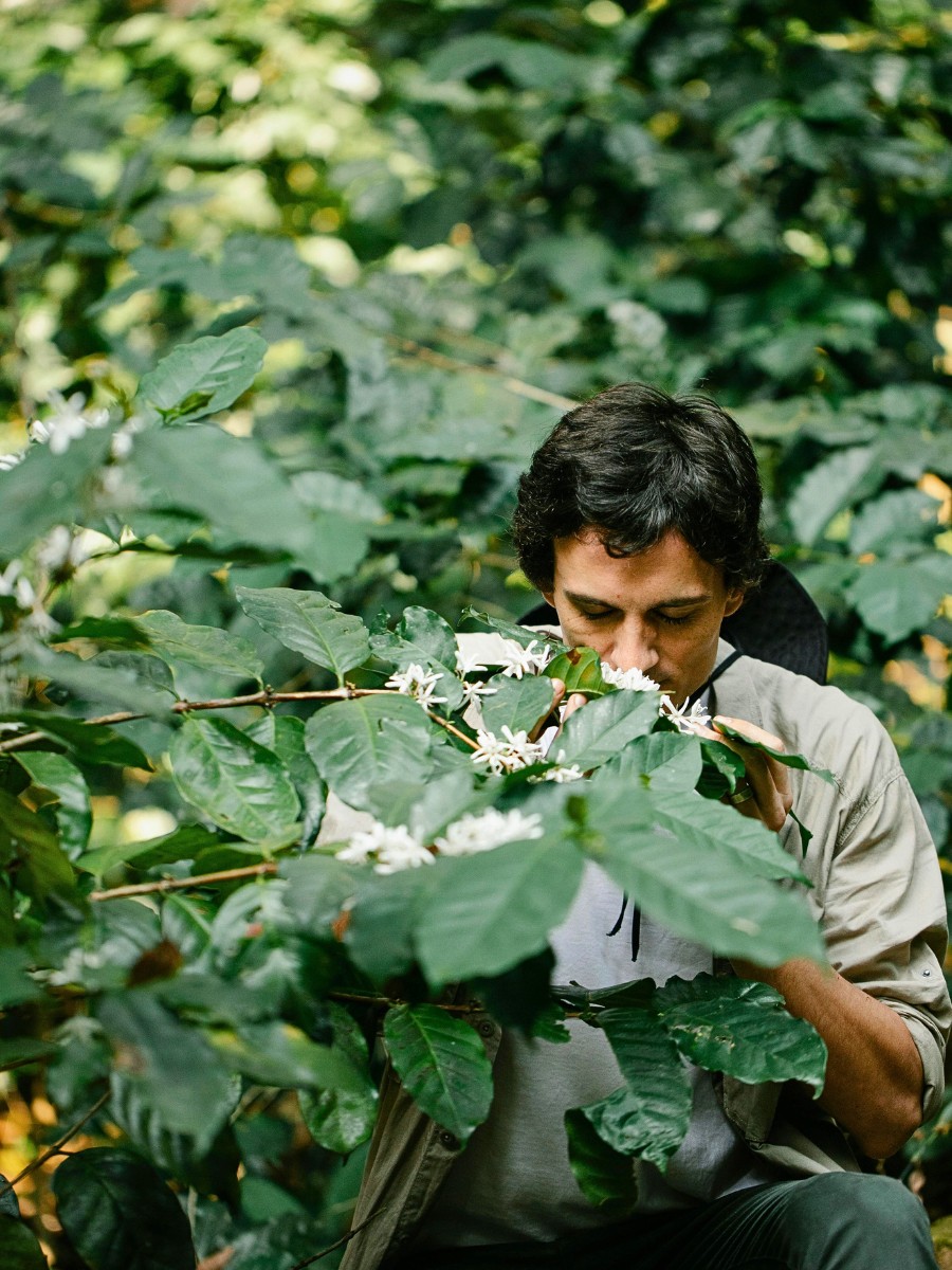 Arabica coffee plant care requires patience and attention