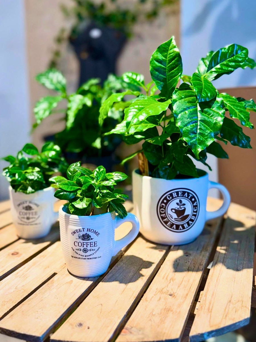 Coffea arabica potted plants kept in a table