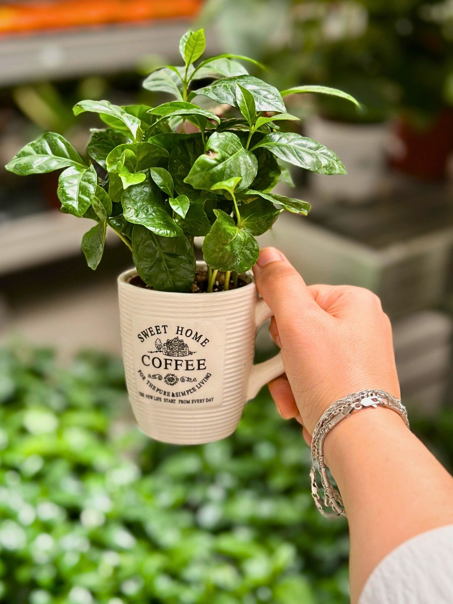Coffea Arabica growing in a coffee cup