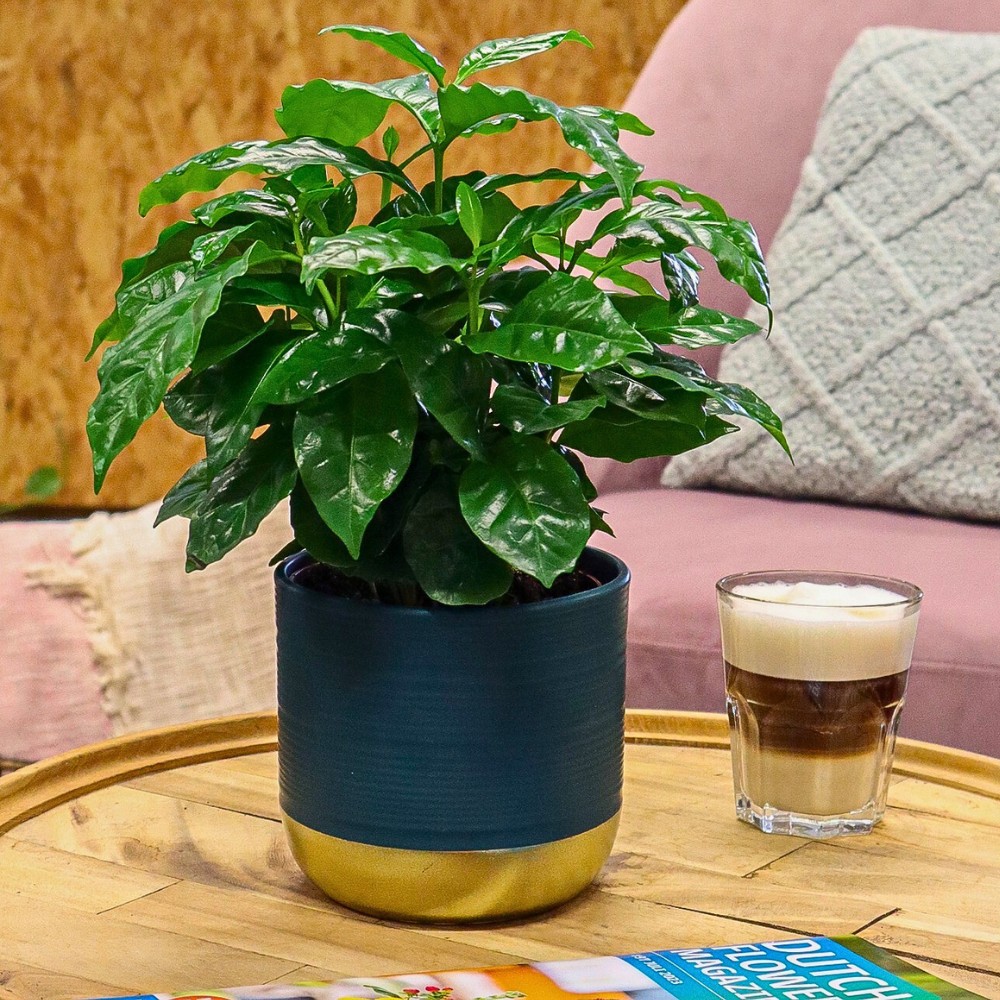 Proper lighting is key when it comes to how to care for Coffea arabica.