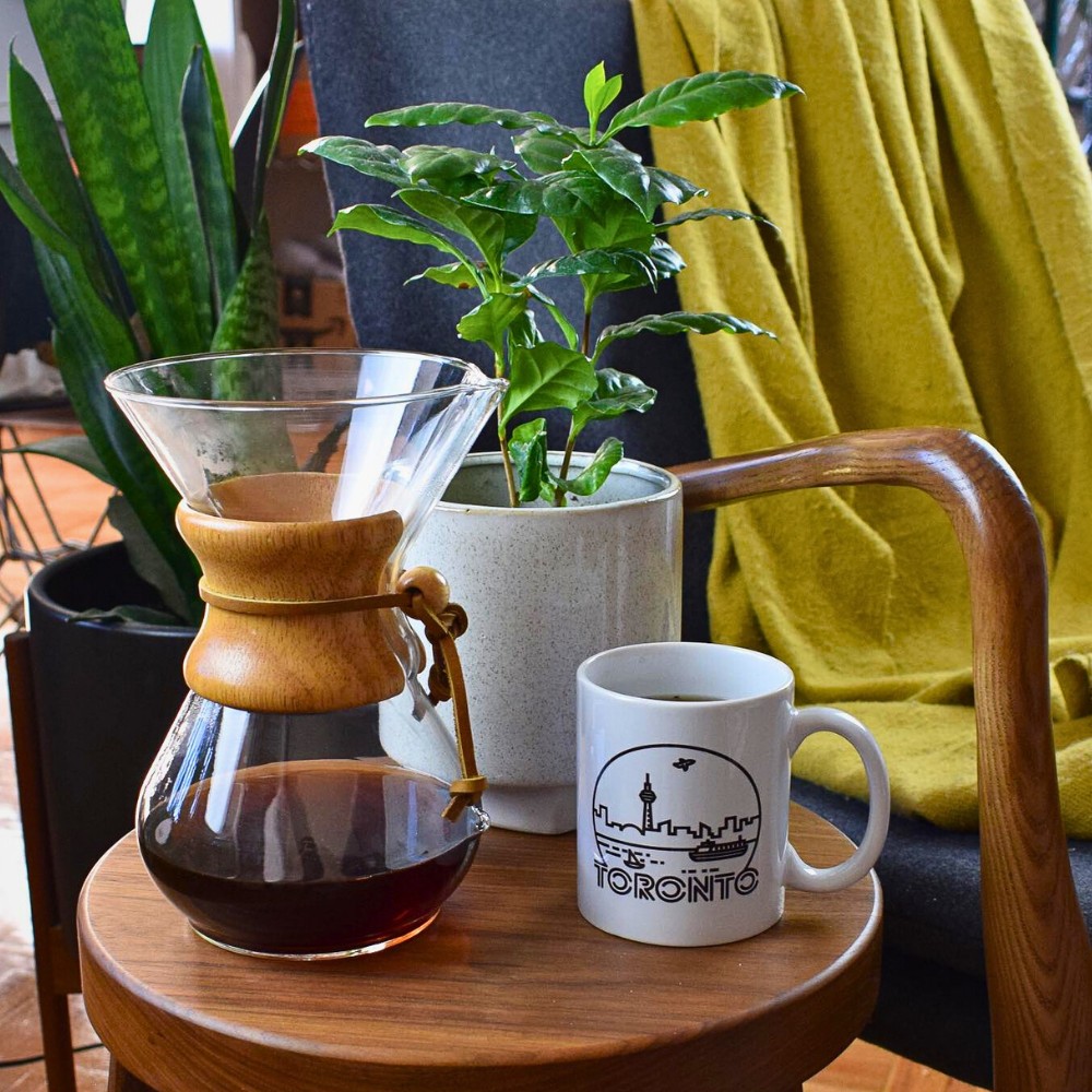 Why proper lighting is key when it comes to how to care for Coffea arabica