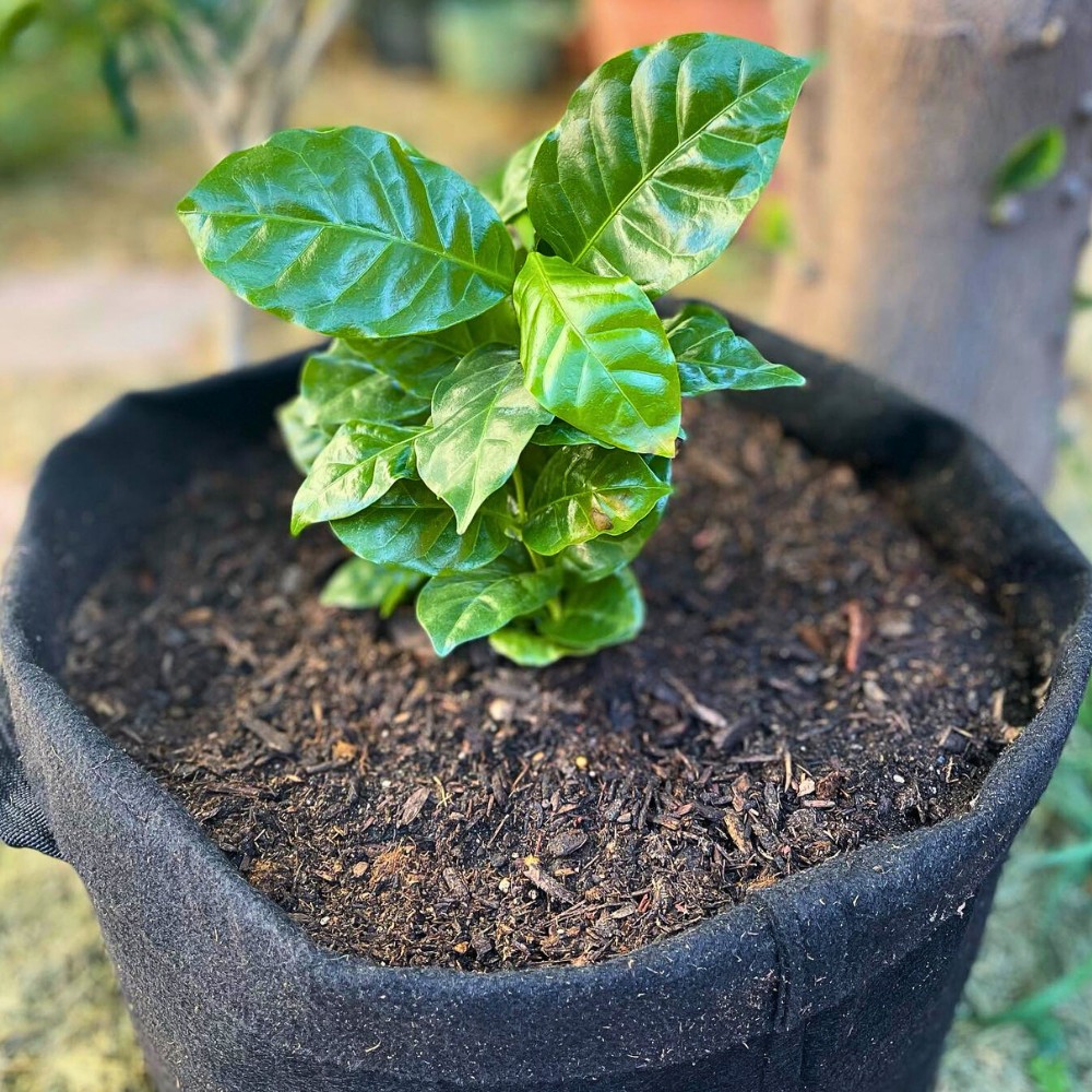 Importance of the right soil for how to care for Coffea arabica