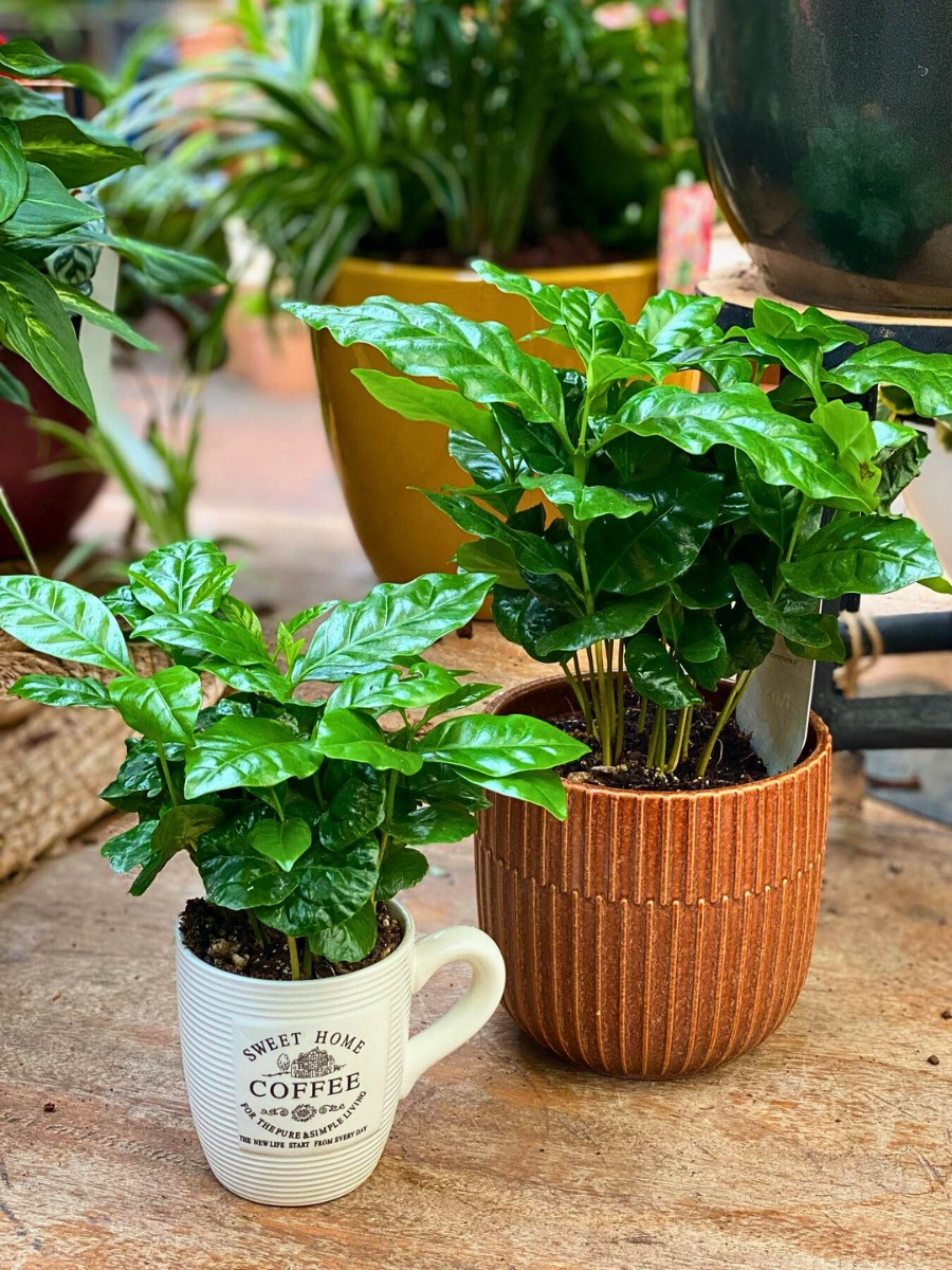 Coffea Arabica Plant Care: Growing Your Coffee Beans Right at Home
