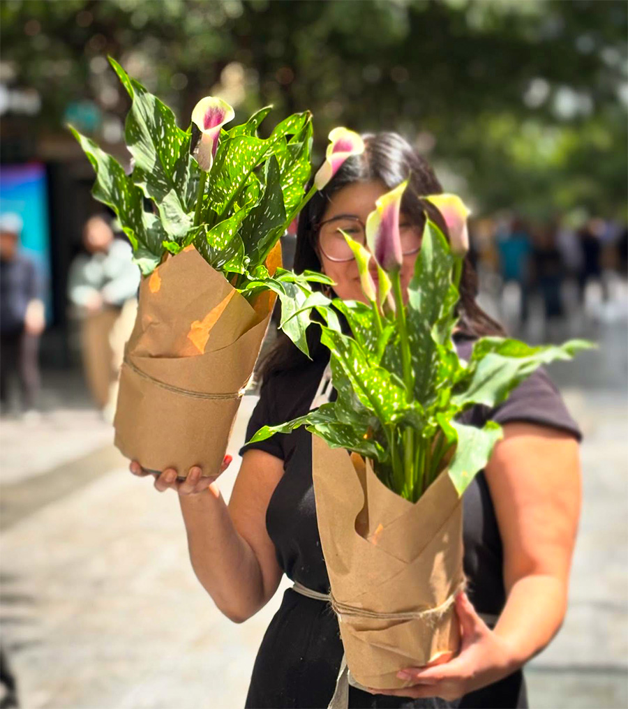 Pink Calla plants for Spring by theflowerdepo