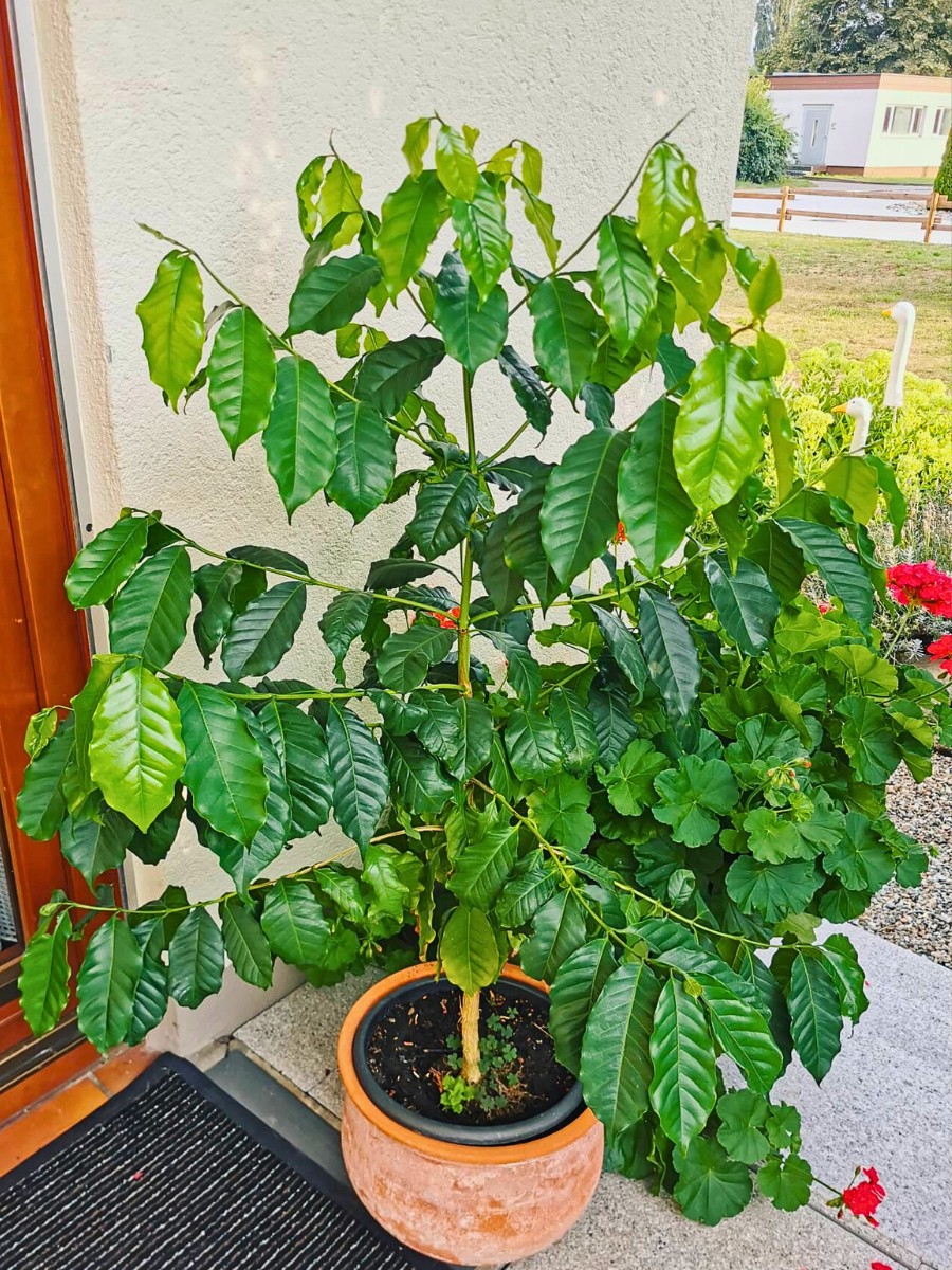 Humidity is equally important for Arabica coffee plant care