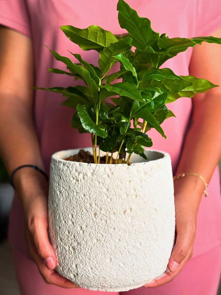 Regular pruning in your coffee Arabica plant care routine maintains an attractive shape