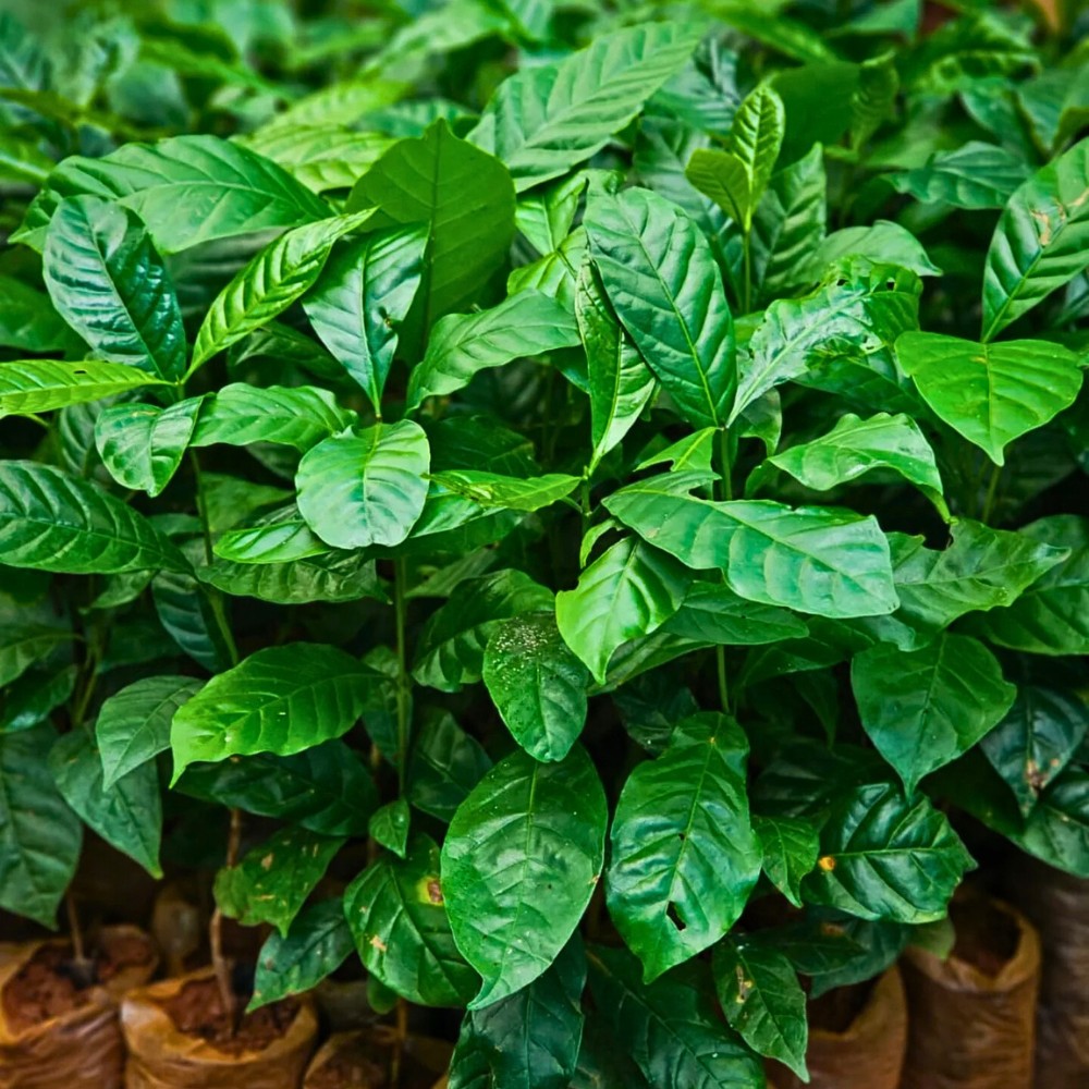 leaves of the Coffea arabica plant