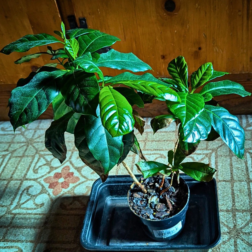 Regular pruning in your coffee Arabica plant care routine maintains an attractive shape