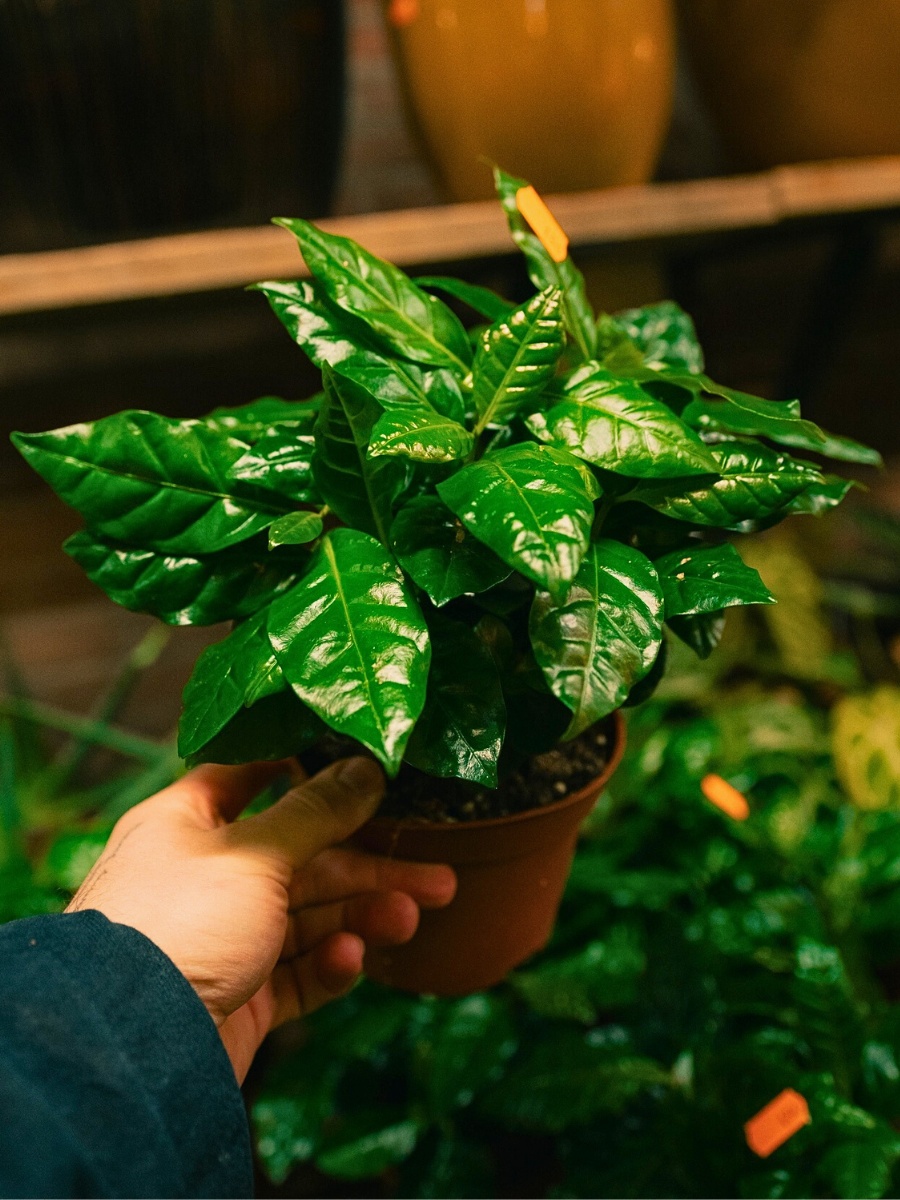 Even with attentive care for coffee arabica plant, issues occasionally arise. Brown leaf tips and edges usually indicate low humidity, inconsistent watering, or water quality problems.
