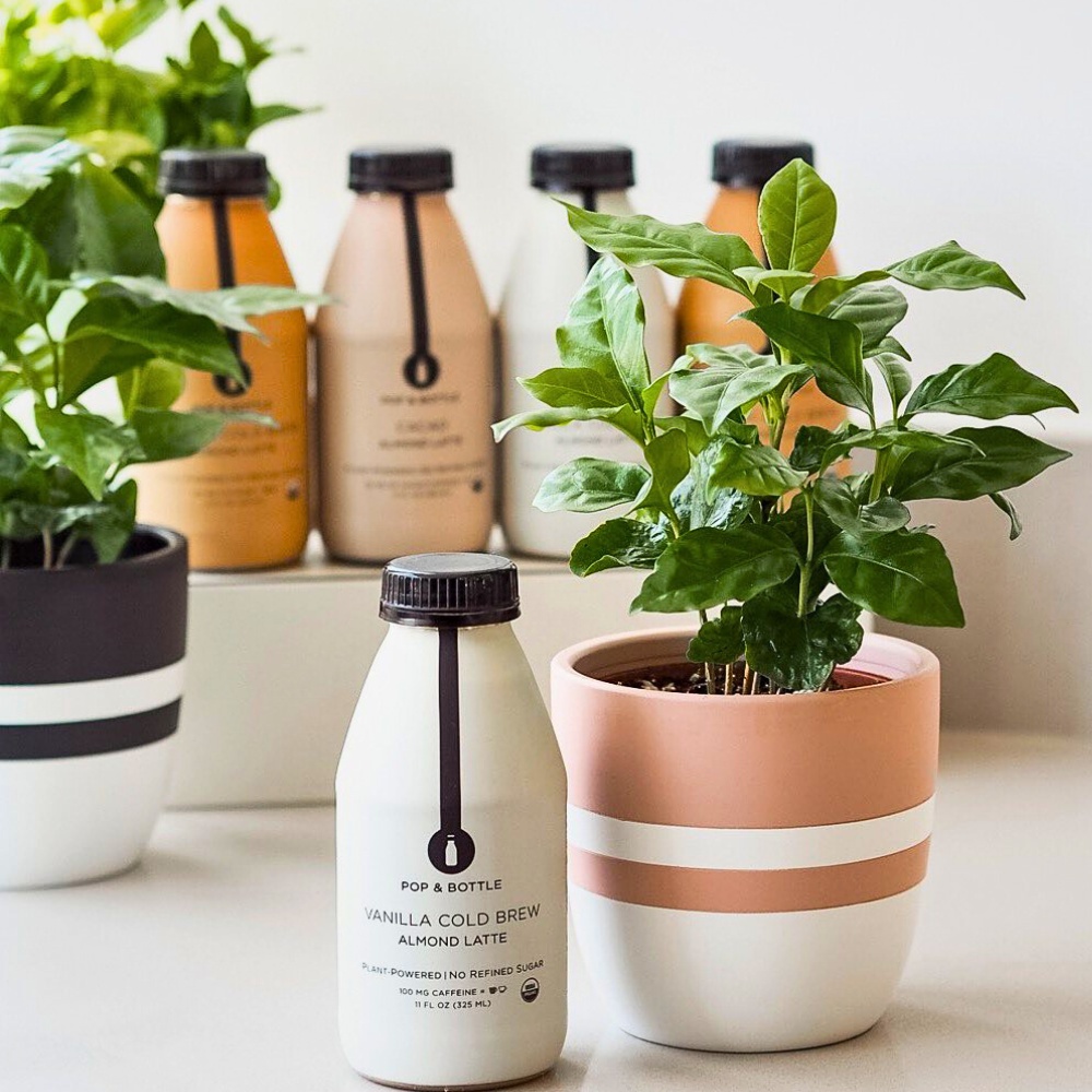 Arabian coffee plant, originates from the highland forests of Ethiopia and Yemen. 