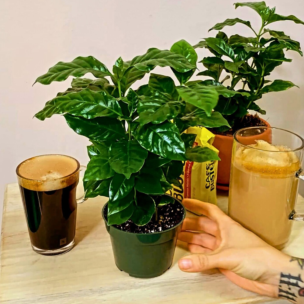 How to take care of a Coffea arabica plant also includes understanding when and how to repot it. 