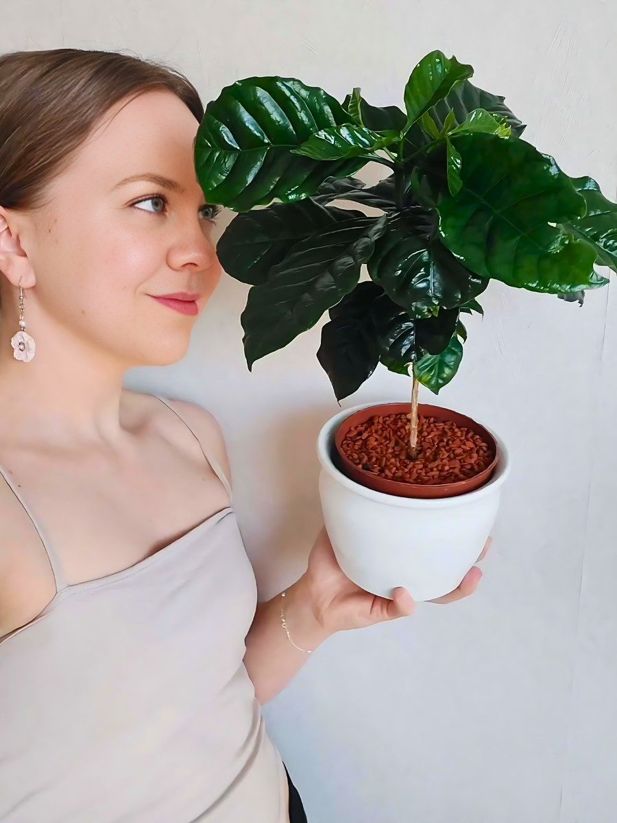 a woman holding a pot of coffea arabica plant