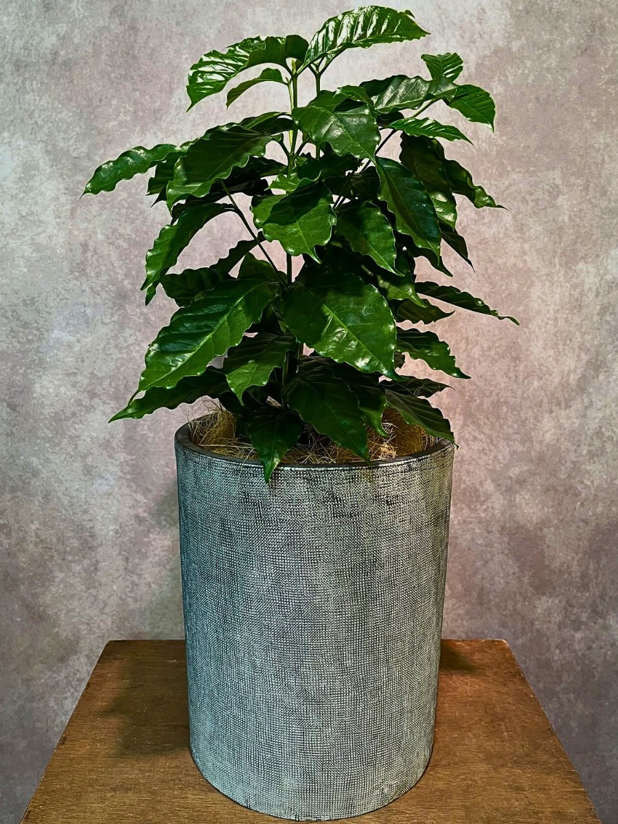 Guide to Coffea Arabica Plant Care and Growing Your Coffee Right at Home