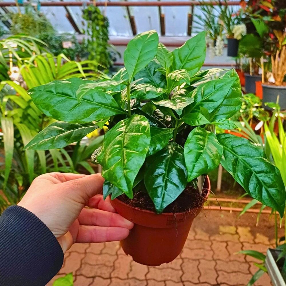 Mastering light requirements is fundamental to coffea arabica plant care.