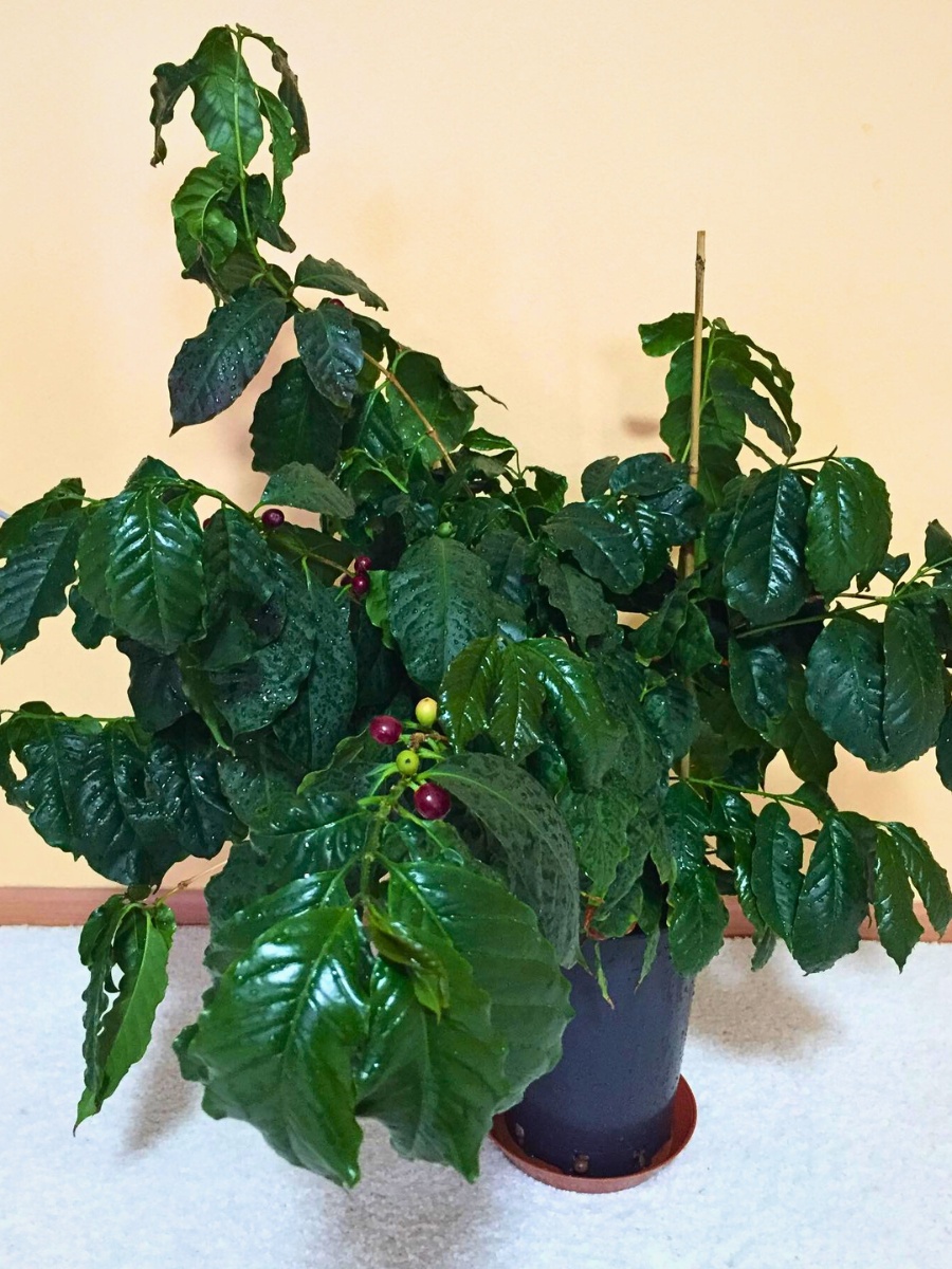 berries growing on Coffea Arabica