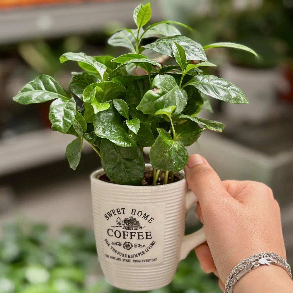 Coffea Arabica Plant Care: Growing Your Coffee Beans Right at Home
