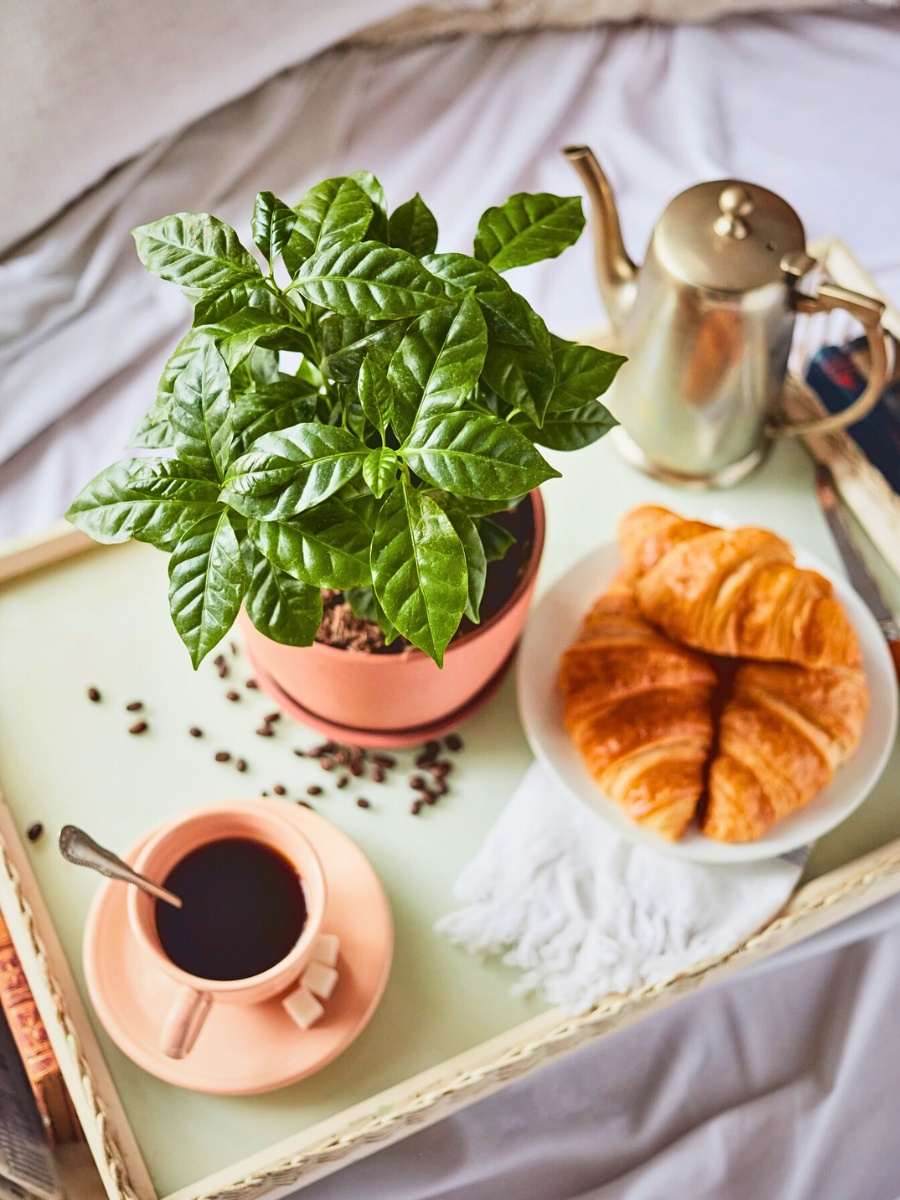 Regular pruning in your coffee Arabica plant care routine maintains an attractive shape