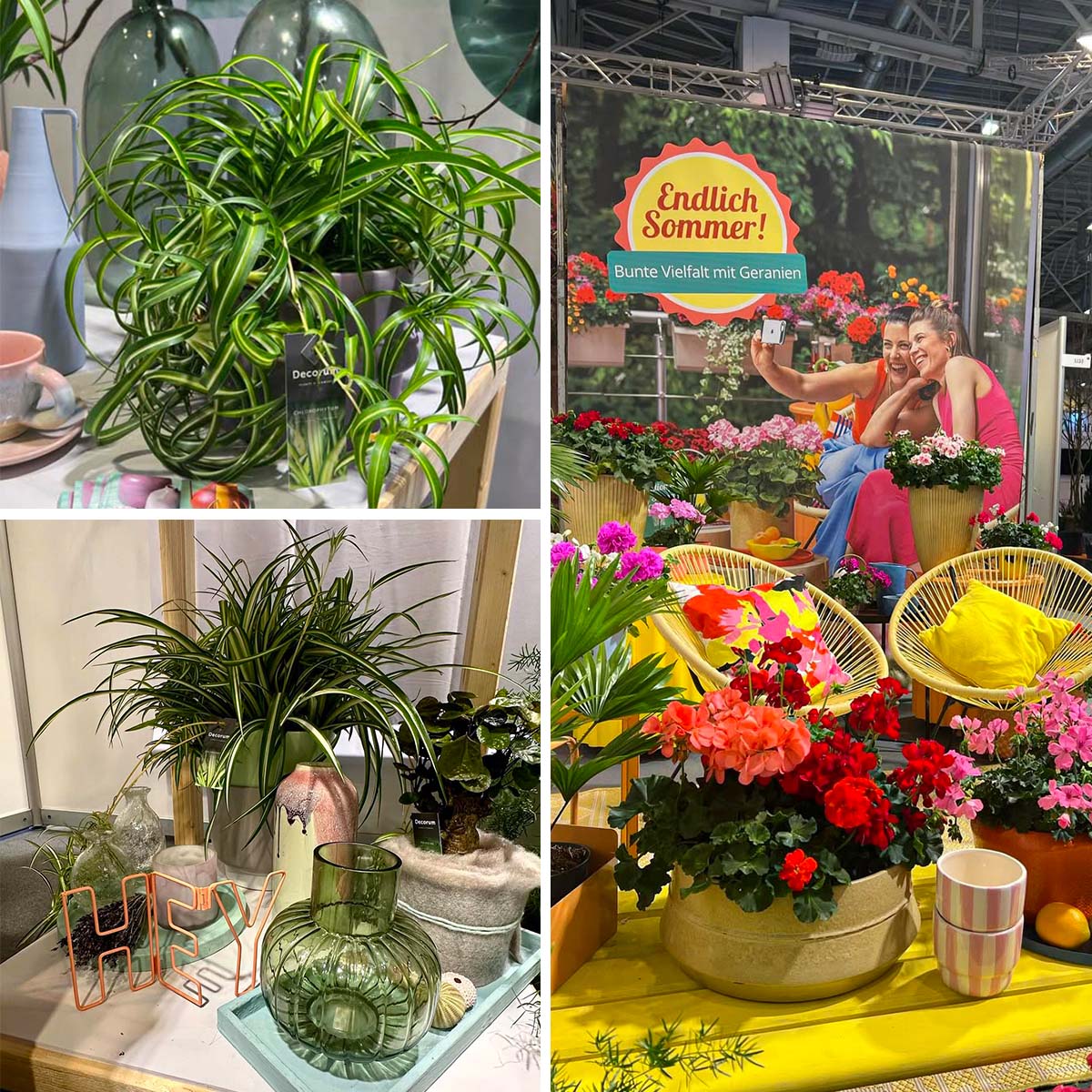 IPM Flower Stage BLOOM's 2025