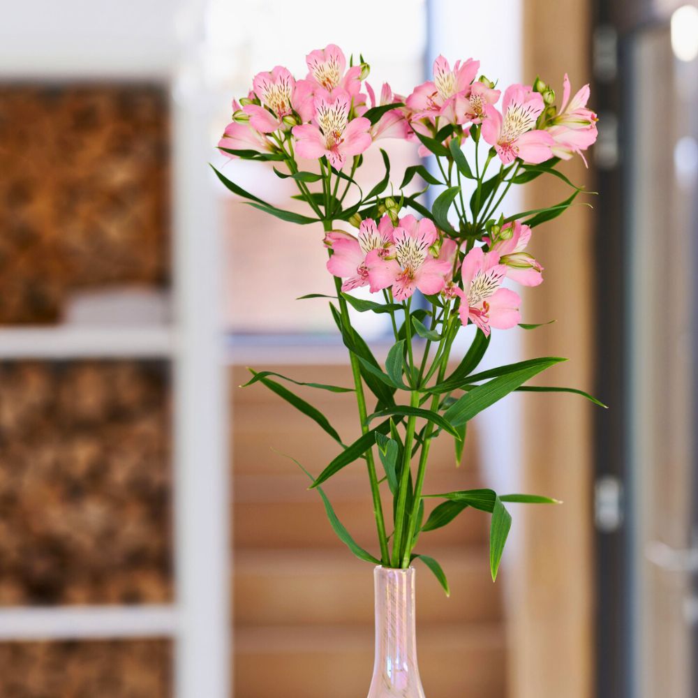 Alstroemeria is Dick van Raamsdonk favorite flower