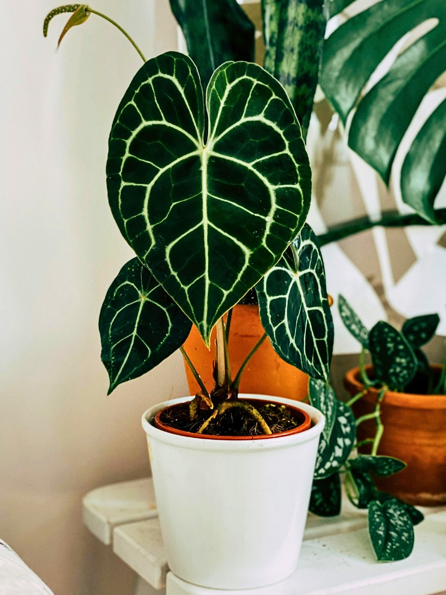 Plants With Heart-Shaped Leaves Enhance the Outlook and Feel of Decor