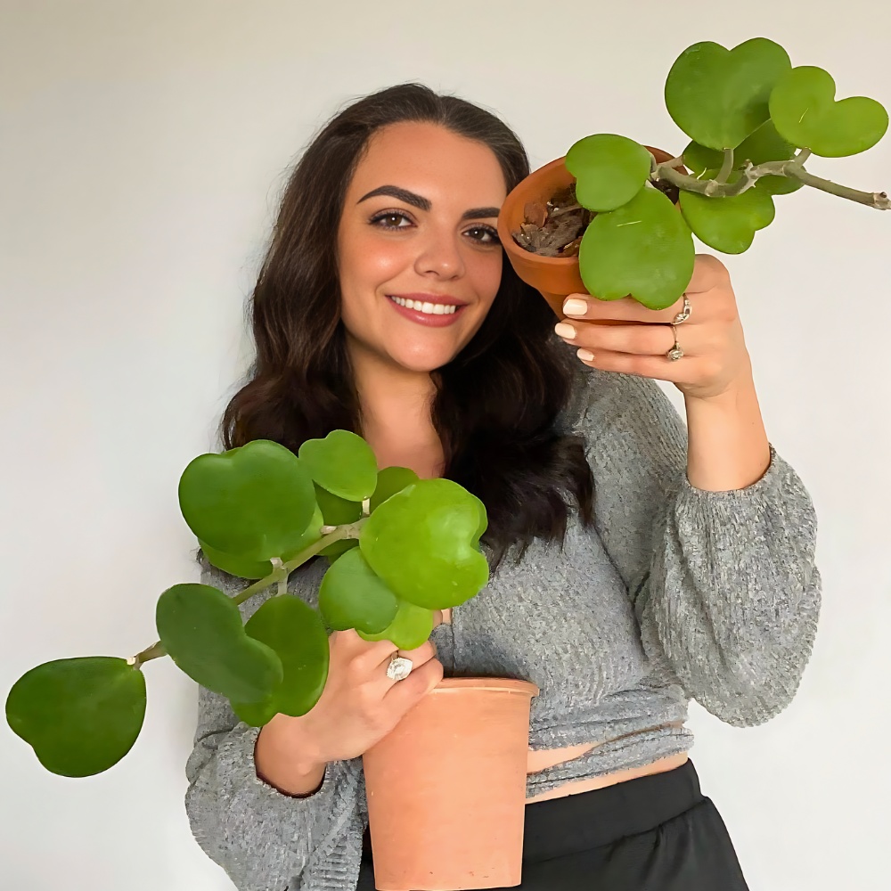 Plants With Heart-Shaped Leaves Enhance the Outlook and Feel of Decor