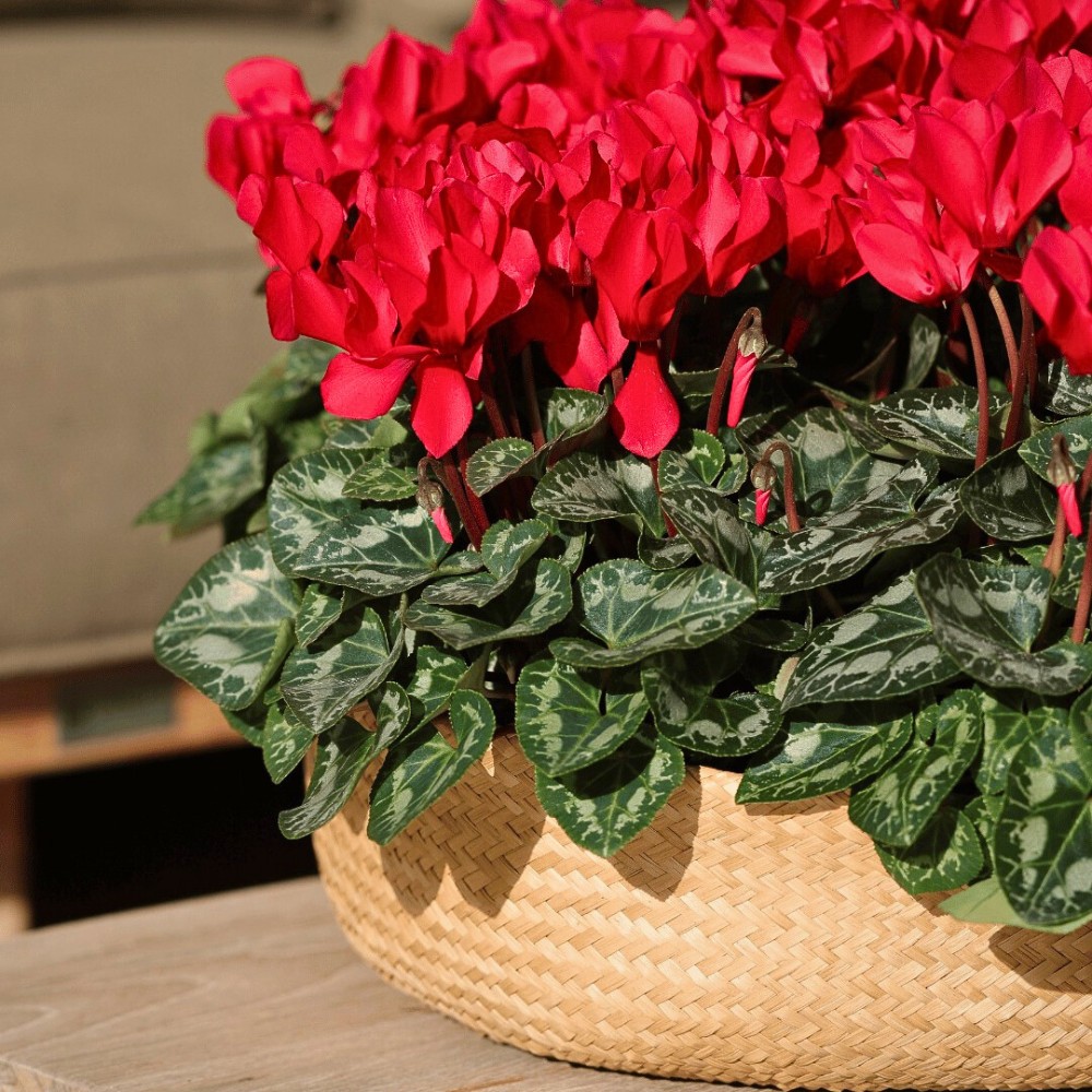 How Plants With Heart-Shaped Leaves Enhance the Outlook and Feel of Decor