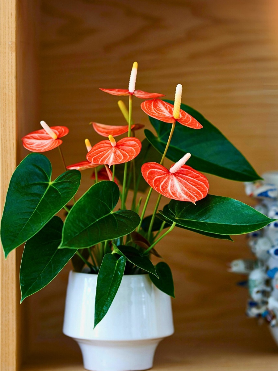 Plants With Heart-Shaped Leaves Enhance the Outlook and Feel of Decor