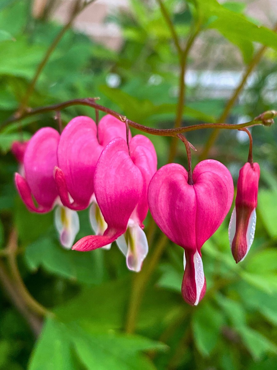 Plants With Heart-Shaped Leaves Enhance the Outlook and Feel of Decor