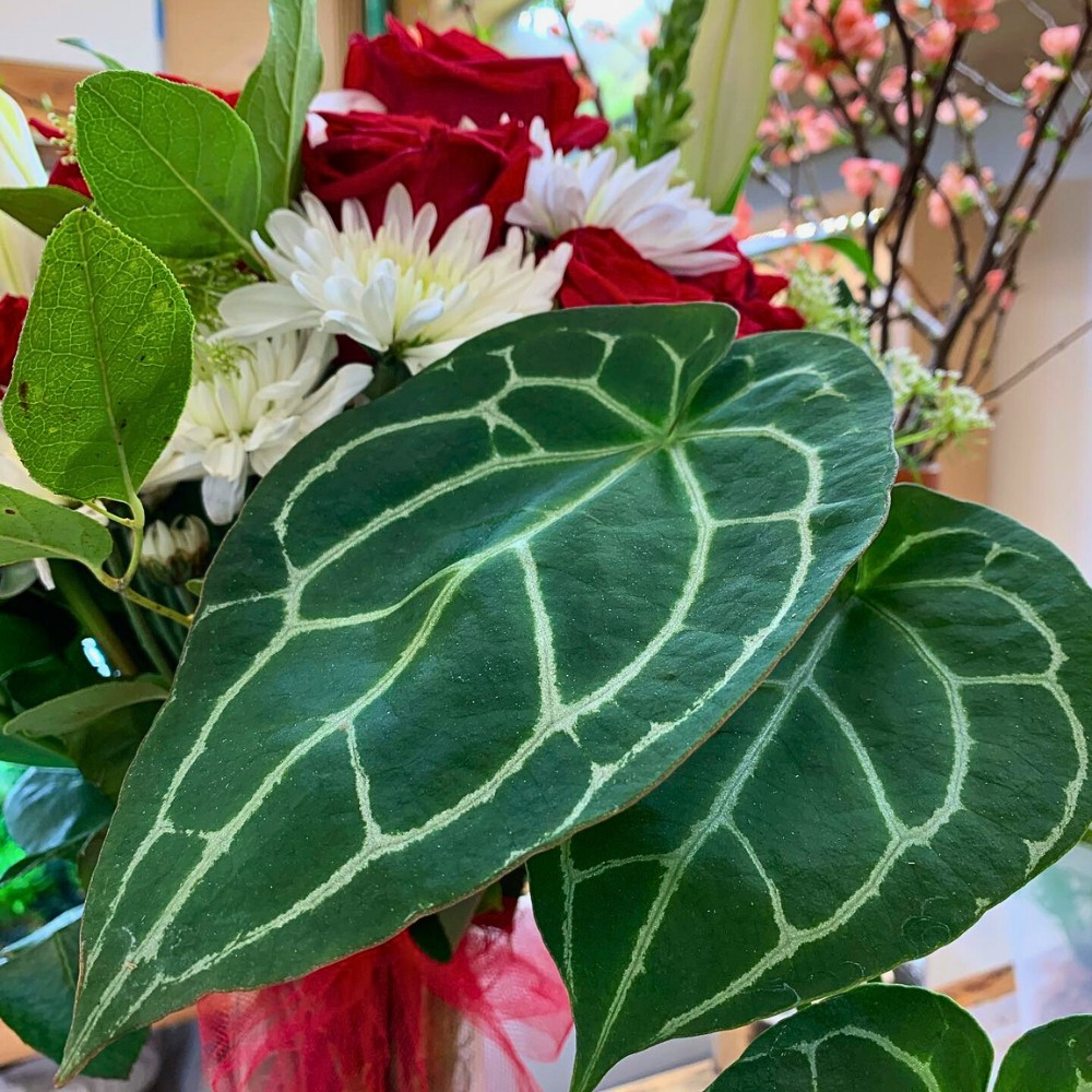 Heart-Shaped Leafed Plants Work Perfect for You