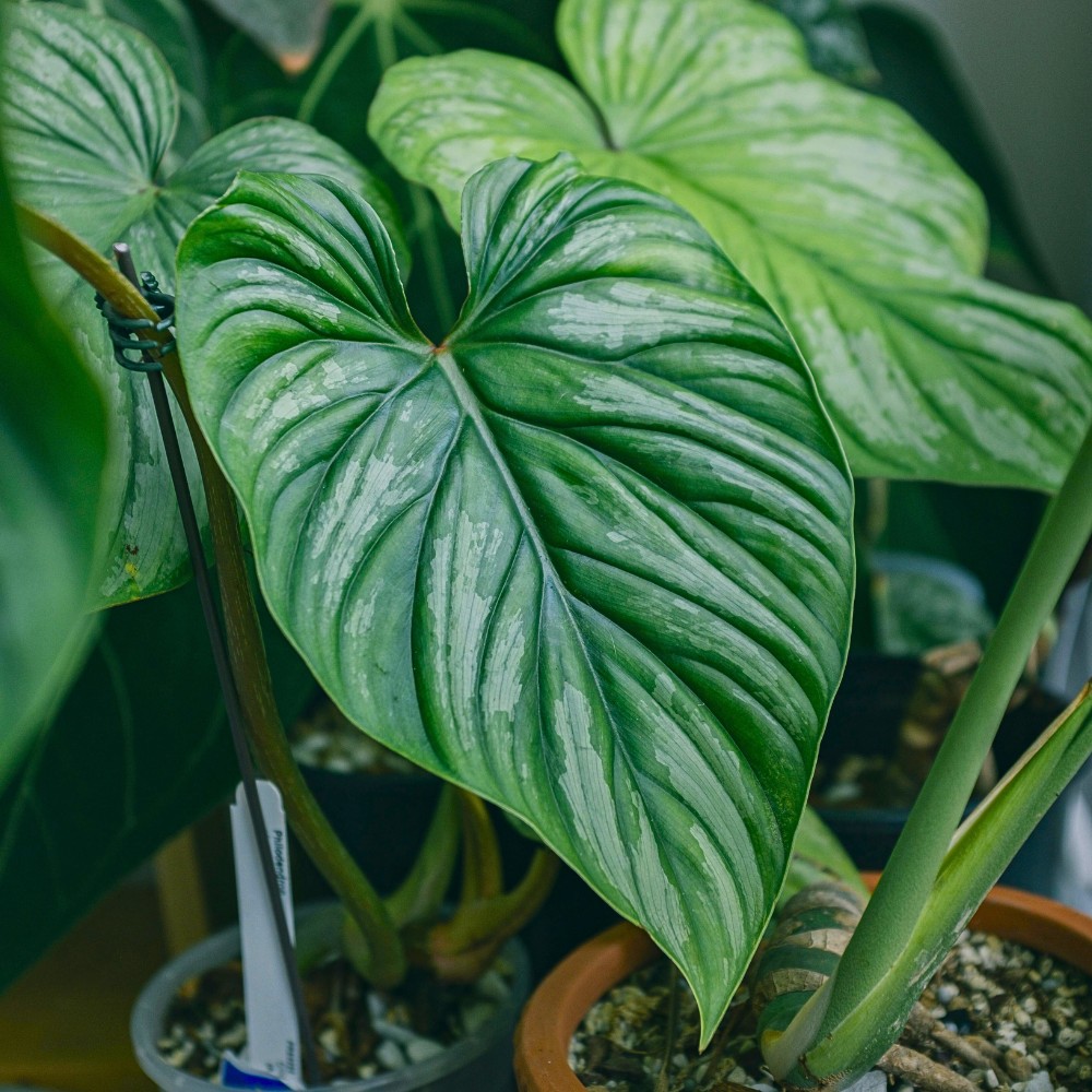 Plants With Heart-Shaped Leaves Enhance the Outlook and Feel of Decor