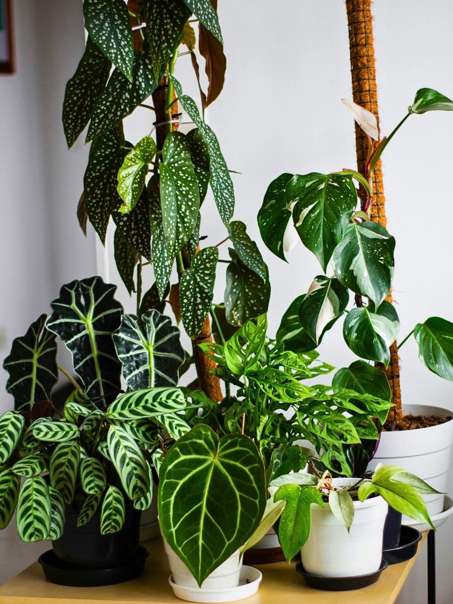 Plants With Heart-Shaped Leaves Enhance the Outlook and Feel of Decor