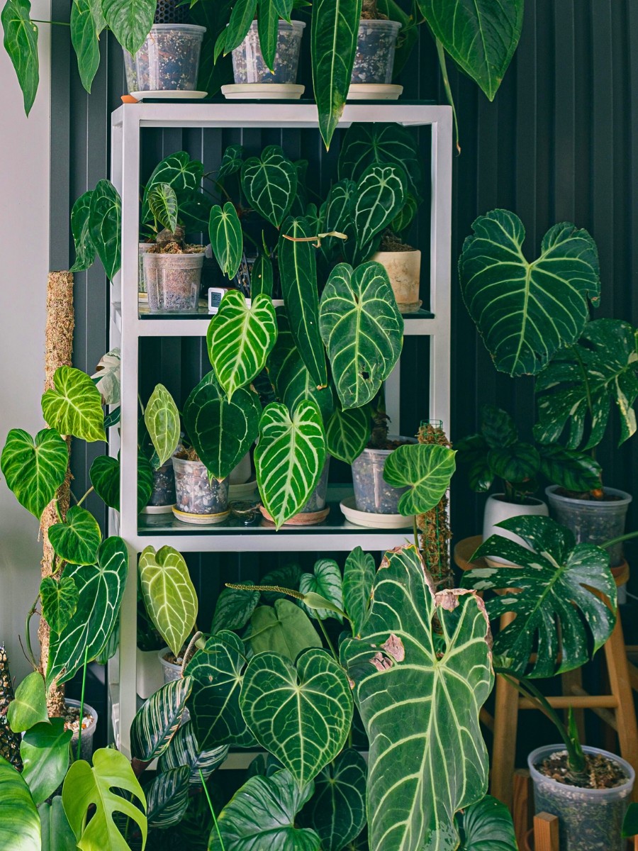 Plants With Heart-Shaped Leaves Enhance the Outlook and Feel of Decor