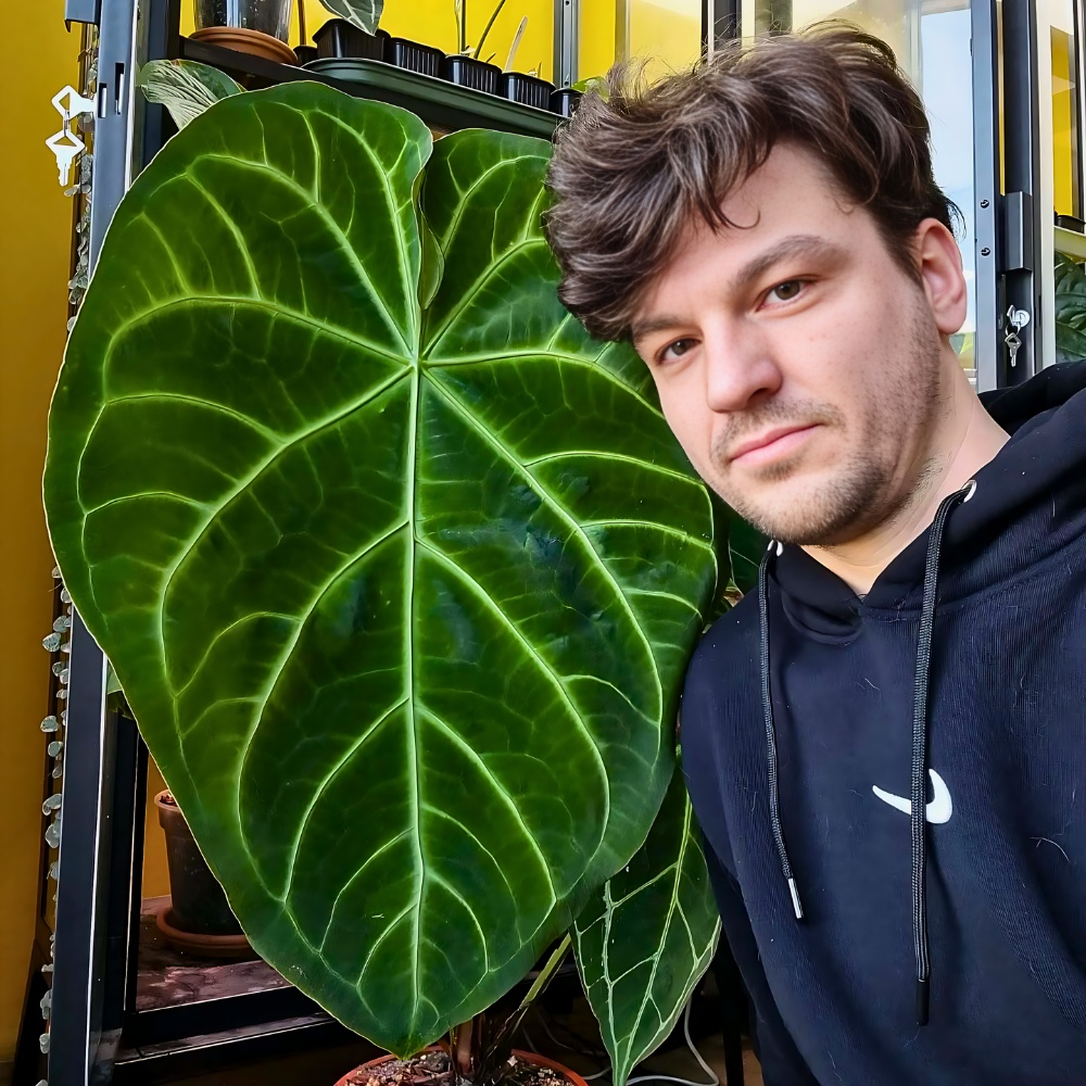 Plants With Heart-Shaped Leaves Enhance the Outlook and Feel of Decor