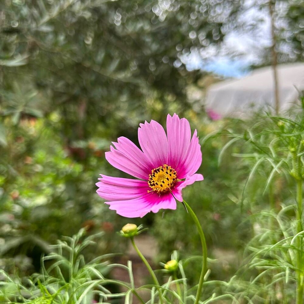 Pink cosmos flower in bloom