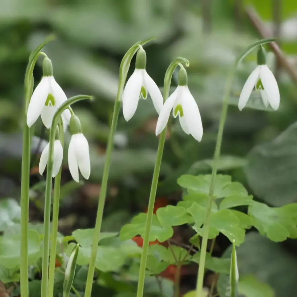 Delicate white snowdrop garden flowers