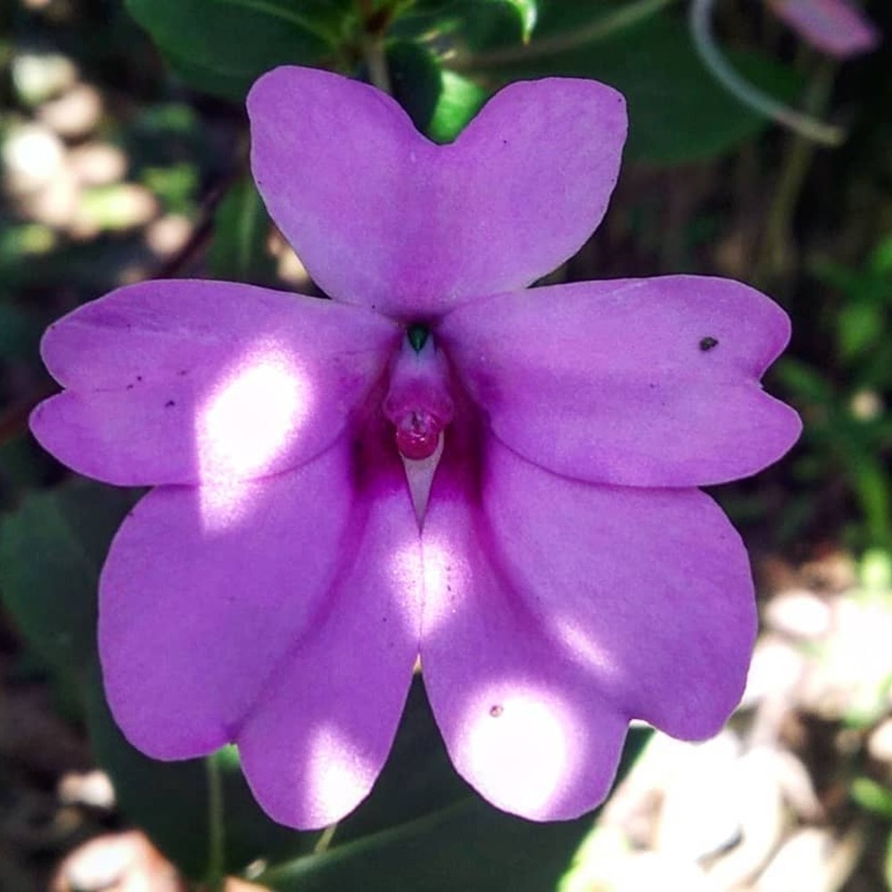 Vibrant purple impatiens flower petals