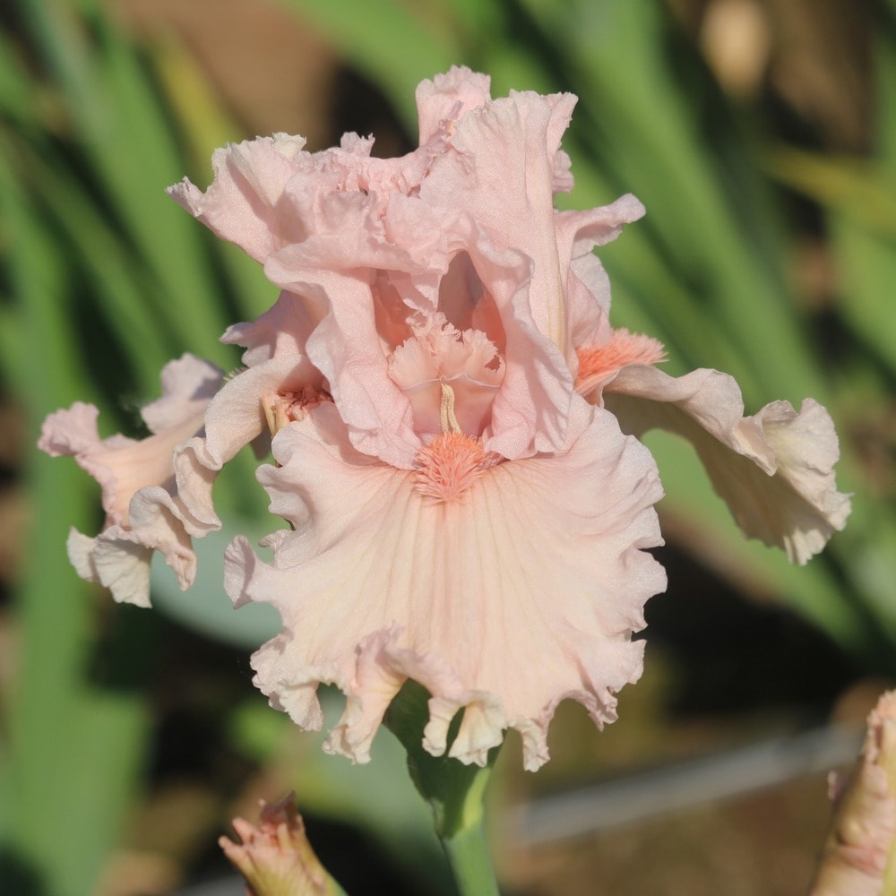 A ruffled peach iris flower