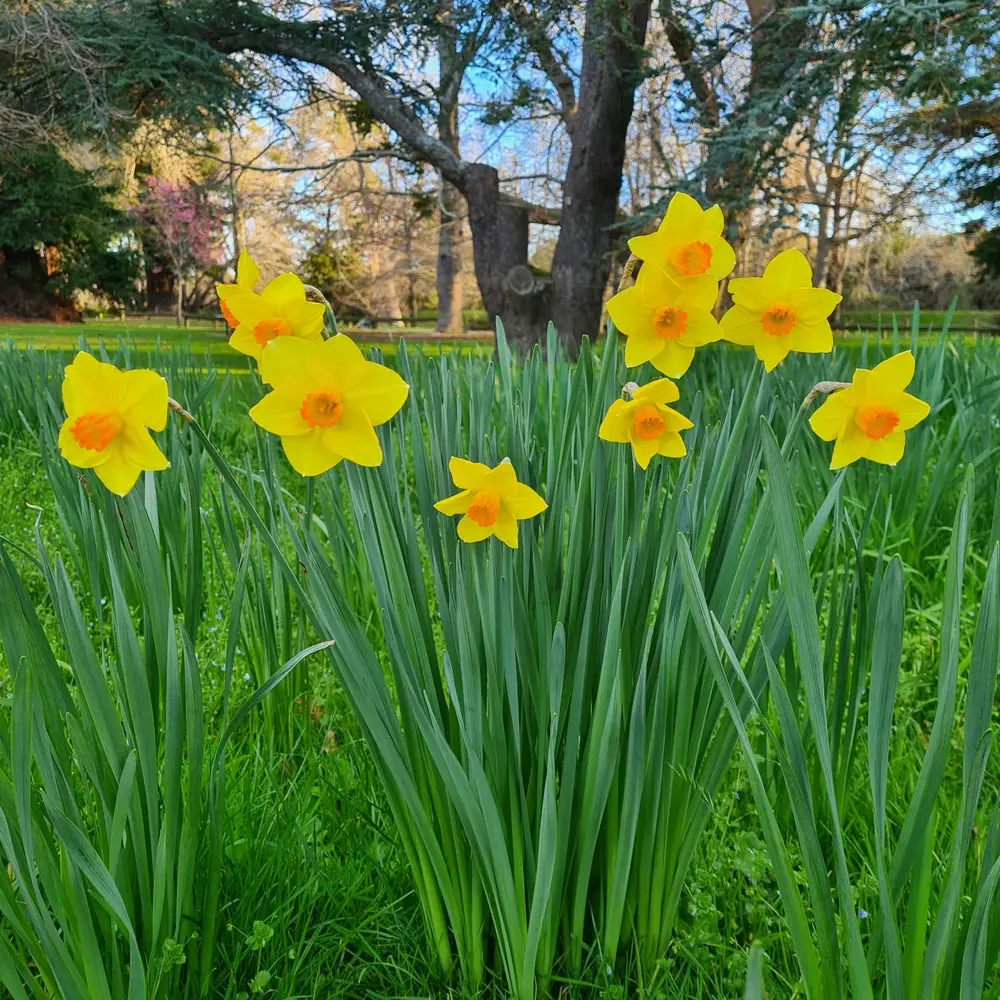 Yellow daffodils in a green field