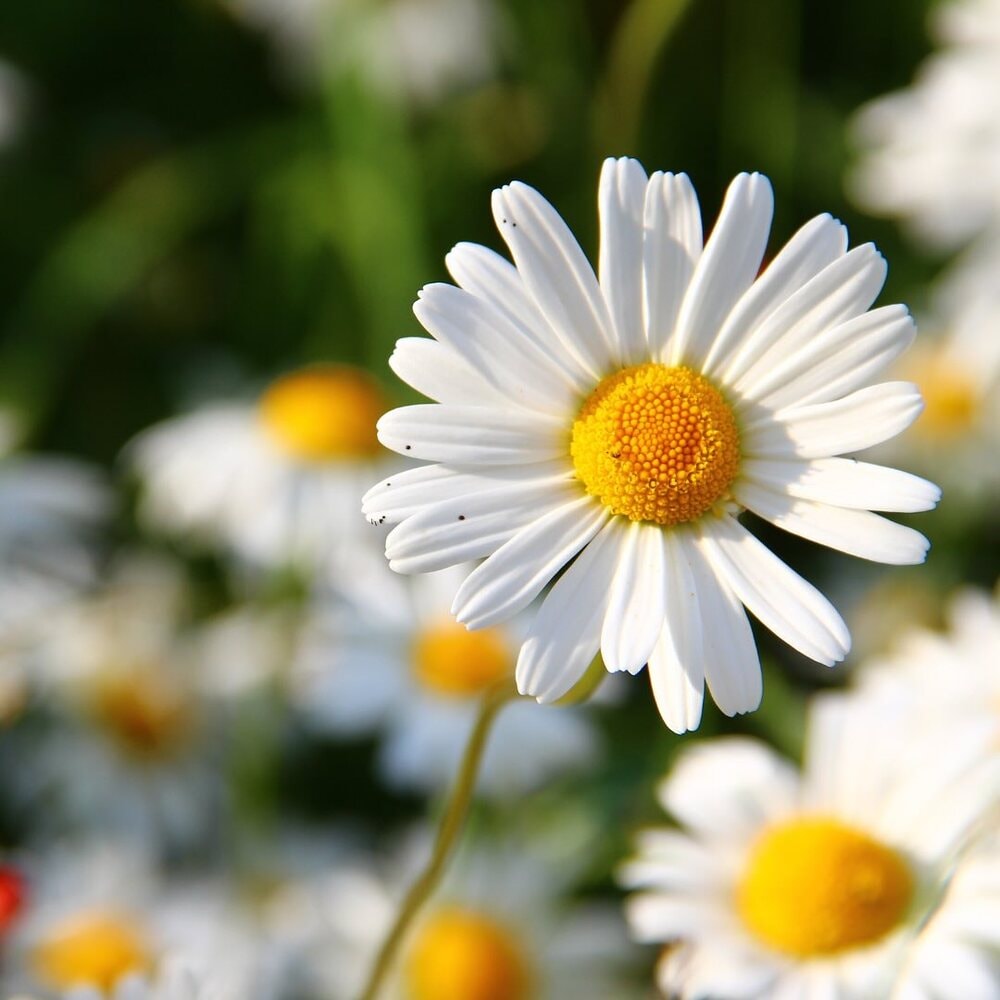 White daisy with yellow center