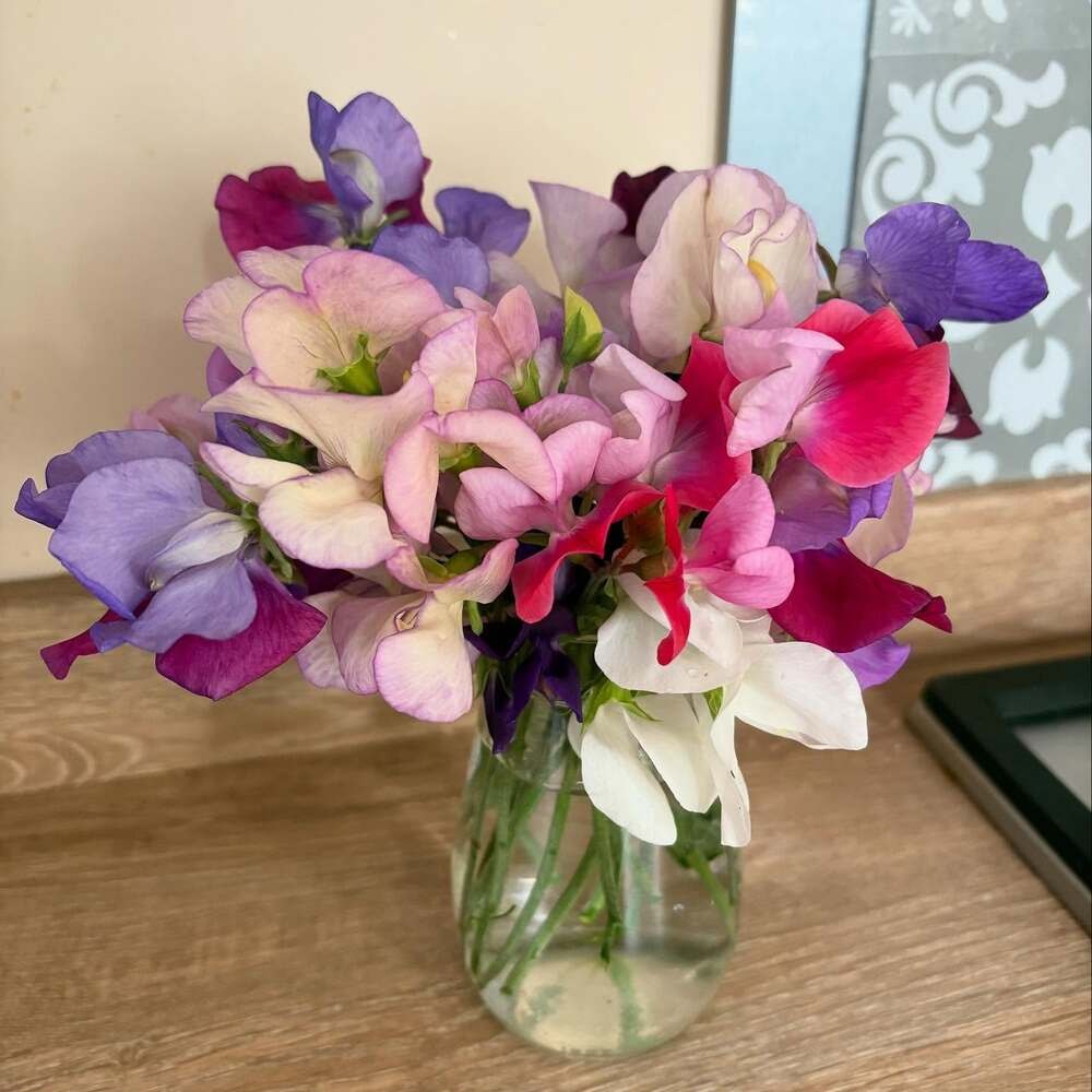 Colorful sweet peas in vase