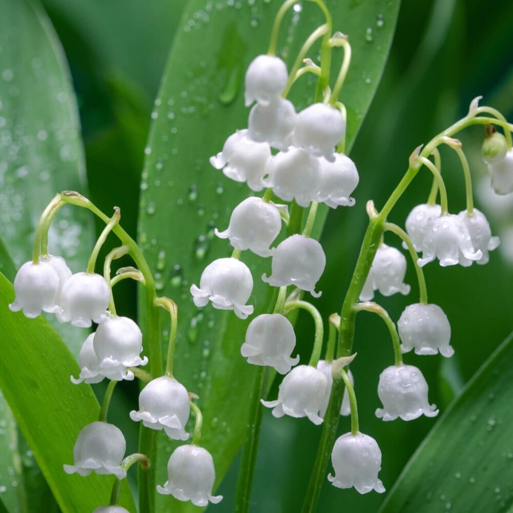 Delicate white lily of the valley