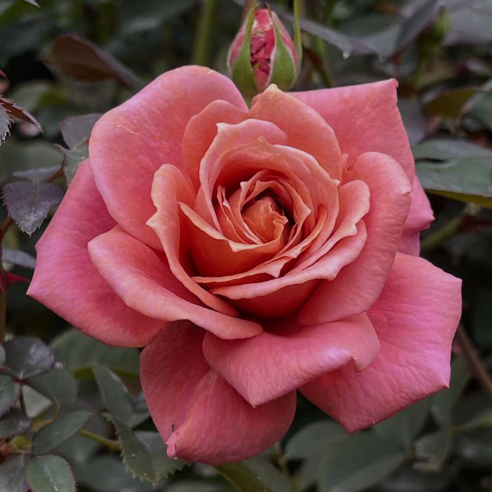 Vibrant pink rose flower