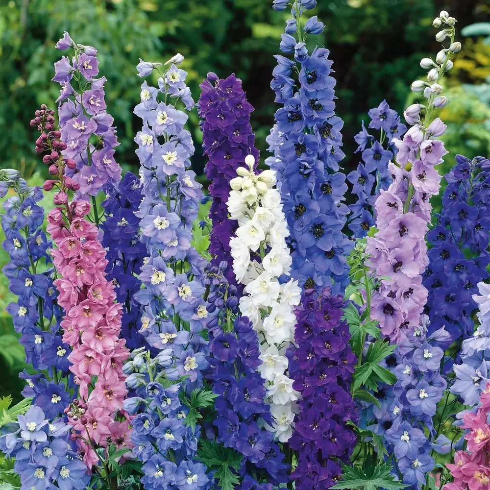 Colorful tall larkspur flower stalks