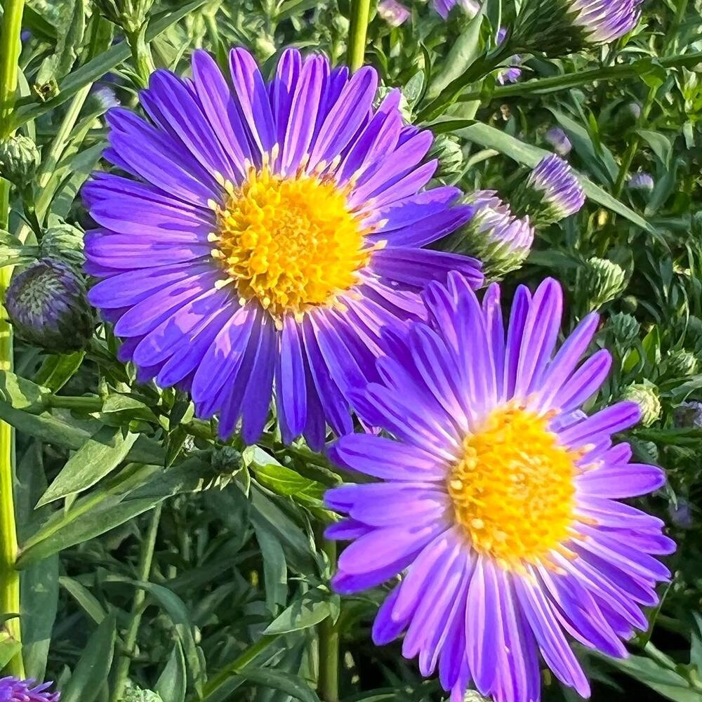 Purple and yellow aster flowers