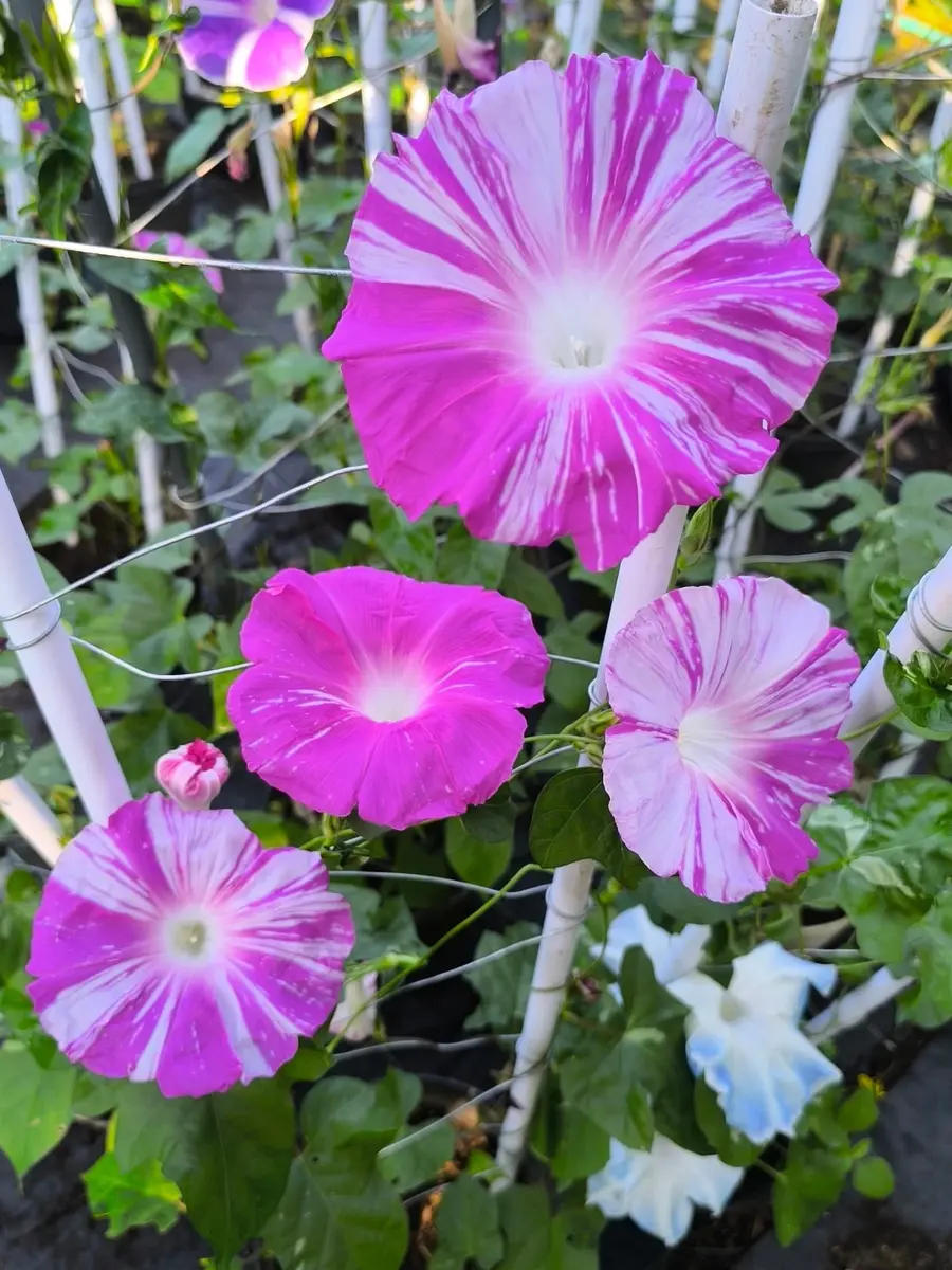 Striped pink and white morning glories