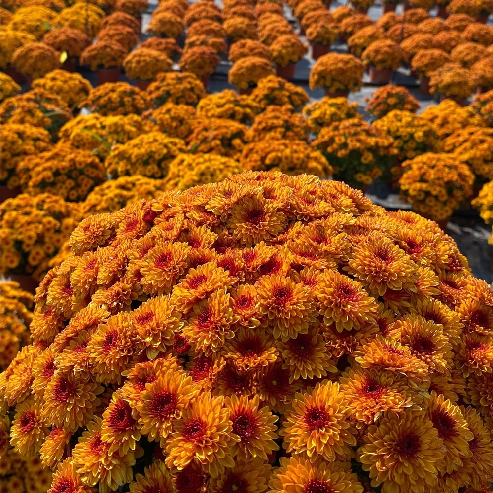 Vibrant orange chrysanthemum flower clusters