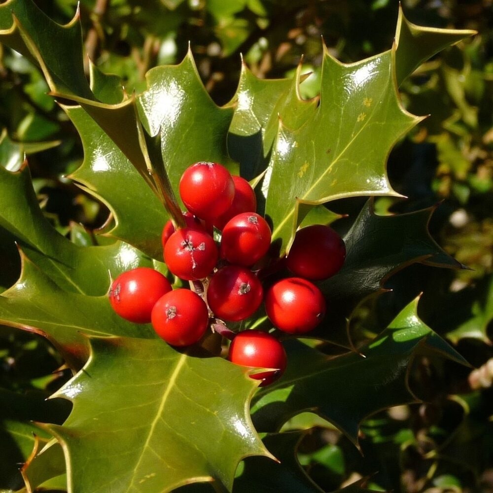 Red holly berries and leaves