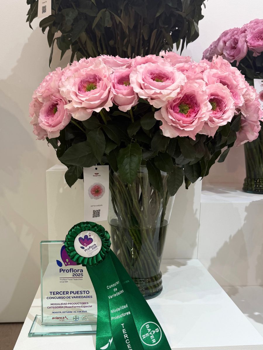 Rosaprimas Rose Serendipity