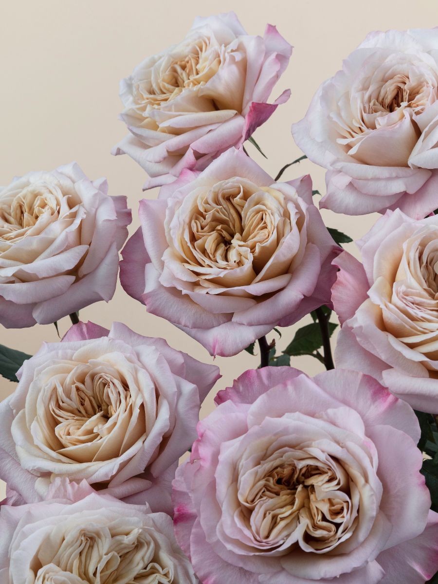 Rosaprima Rose Miyabi Brown