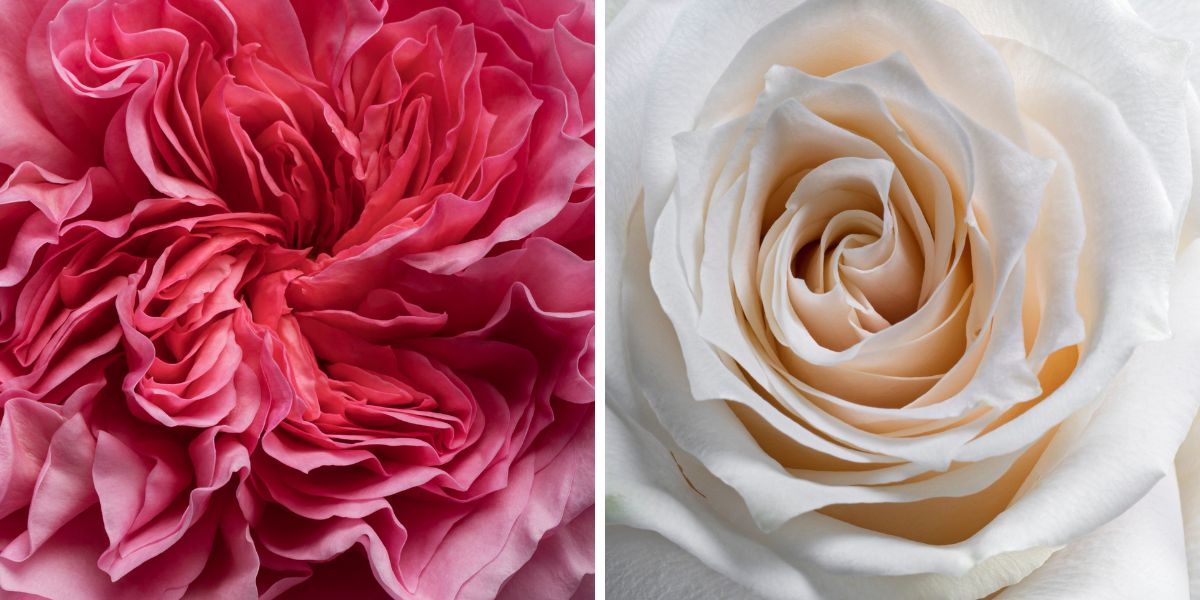 Rose Millicent and Rose Champagnier